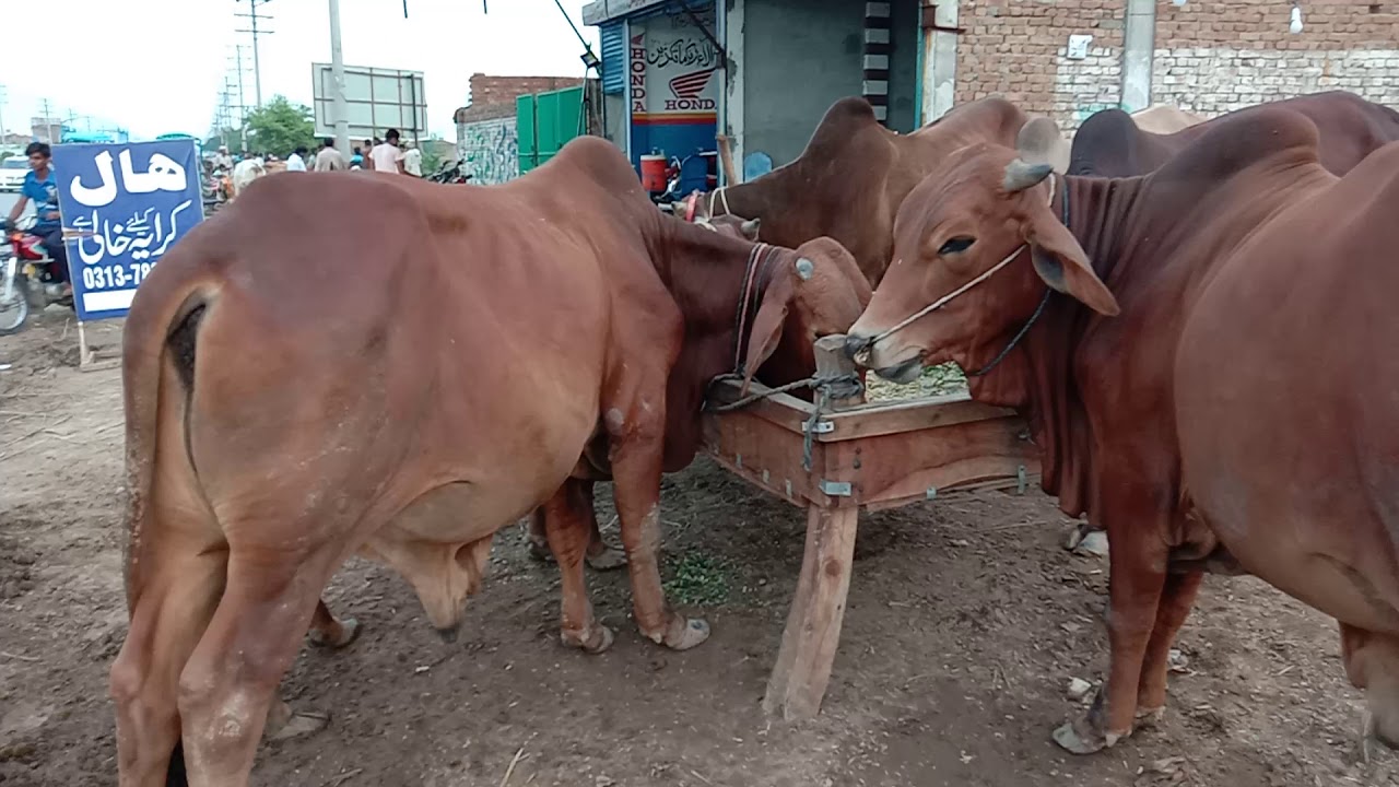 Beautiful bulls and cow for sale eid-ul-azha Punjab ke janwar
