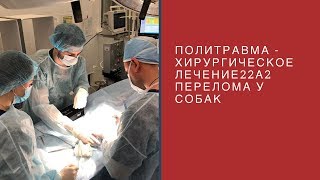 Политравма - хирургическое лечение 22А2 перелома у собак Политравма - хирургическое лечение 22А2 перелома у собак