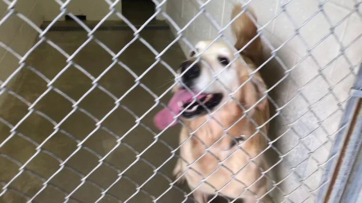 Golden Retriever Rescue Resource, GRRR Inc. Lady For Adoption