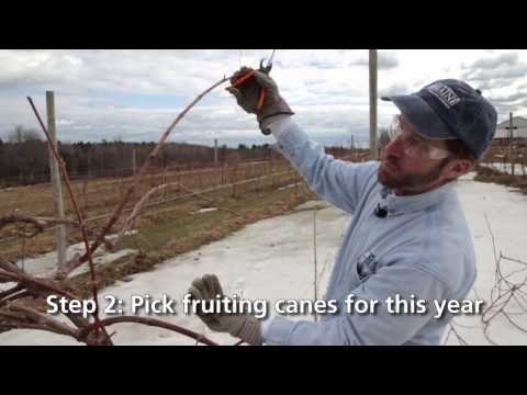 Umbrella Kniffin System for Growing Grapes