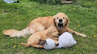 Den Retriever Dad Tells Kids Playtime Is Over