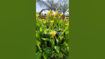 اكتب شي تؤجر عليه استخدموا الصوت اكسبلور القرآن الكريم 