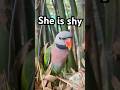 She is shy. |#love #wildlife #parrot #birds #cute #nature #animalphotos