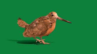 Woodcock Wading Bird screenshot 4