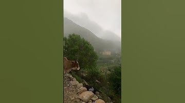 سورة إبراهيم الشيخ/ عبدالله الجهني