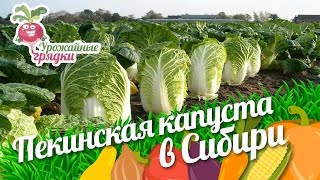 Пекинская капуста в Сибири. Урожайные грядки.(, 2016-05-31T10:30:01.000Z)