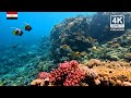 4K Red Sea Coral Reef Underwater Background | Small Giftun | Relaxing Ambient Wallpaper | 329