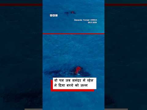 कैमरे में कैद हुआ वो पल जब एक व्हेल ने अपने बच्चे को जन्म दिया (BBC Hindi)