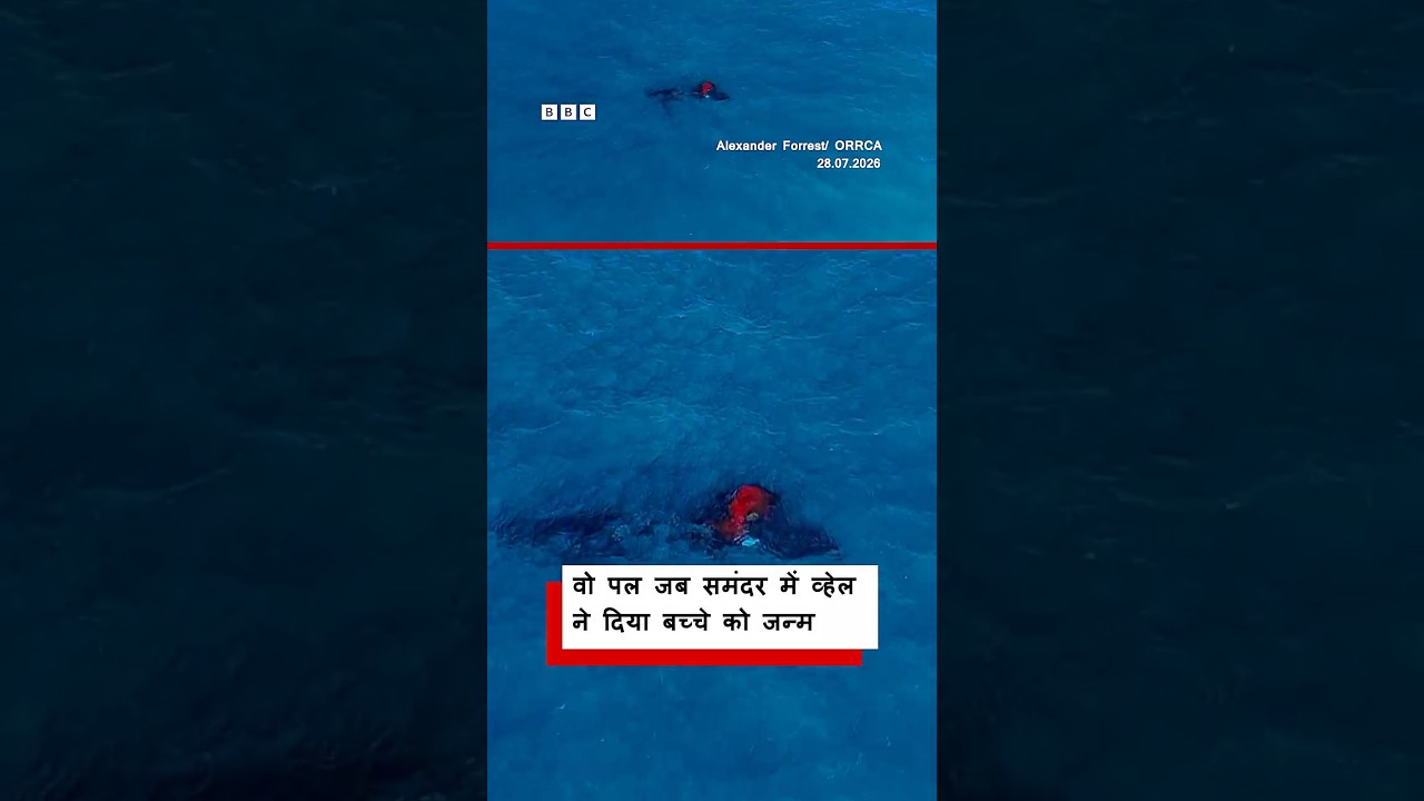 कैमरे में कैद हुआ वो पल जब एक व्हेल ने अपने बच्चे को जन्म दिया (BBC Hindi)