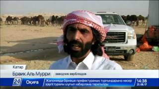 Тысячи верблюдов вернулись из Саудовской Аравии в Катар Тысячи верблюдов вернулись из Саудовской Аравии в Катар
