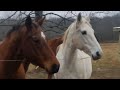 Thinline Flexible Filly Grazing muzzle review. It's a hit! Most comfortable for our guy