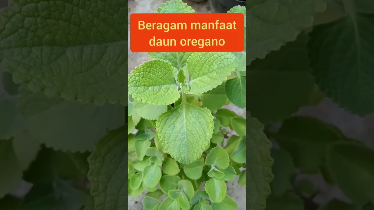 tanaman oregano