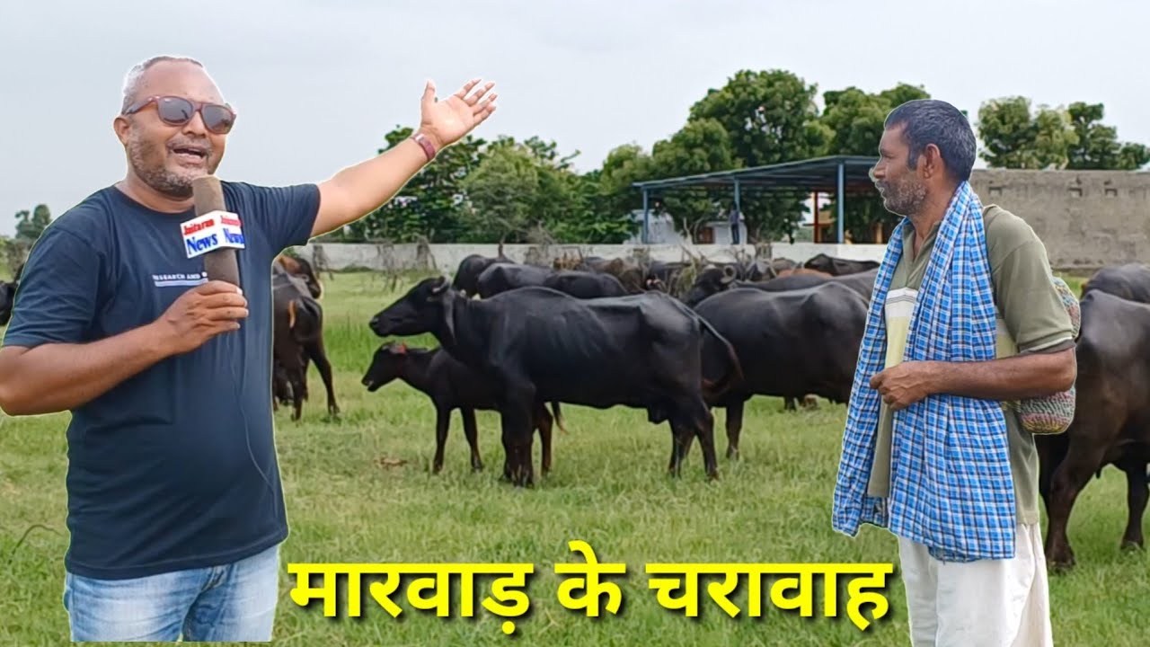 पशुओं के लिए मुफीद है बरसात का मौसम,चरावाह ने बयां की व्यथा...#आईबीख…