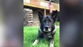 Former K9 police dog goes missing in Cattaraugus County Update