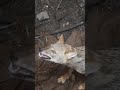 Unbelievable Jackal Rescue from a Deep Well #shorts