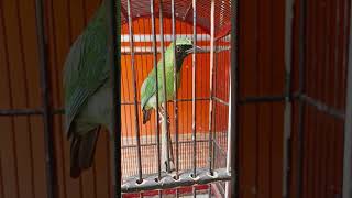 Download Lagu 2 CARA ATASI CUCAK IJO SERAK MP3