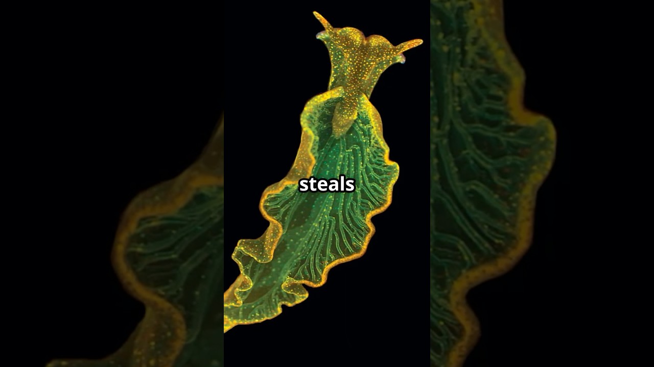 Half Animal, Half Plant?! Meet Nature’s Solar-Powered Slug 🌱😳 