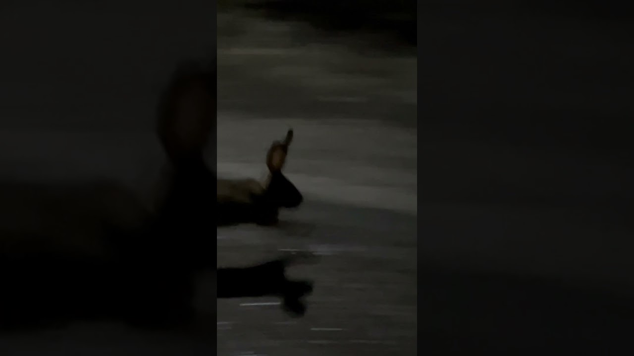 Today’s special Early morning Meet with A wild Rabbit 🐇 !!