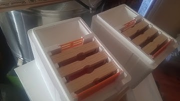 Mann Lake Mini Mating Nuks 2020 season