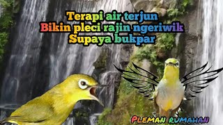 Terapi air terjun dengan suara pleci bikin pleci gacor