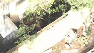 Sky 5 Live Bear Wandering Around Ventura County Neighborhood