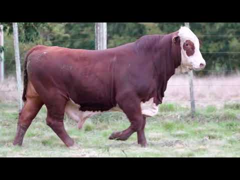 LOTE 23   TAT  N61