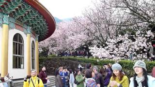 20110309天元宮賞櫻-1