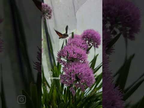 Hummingbird Hawkmoth /
