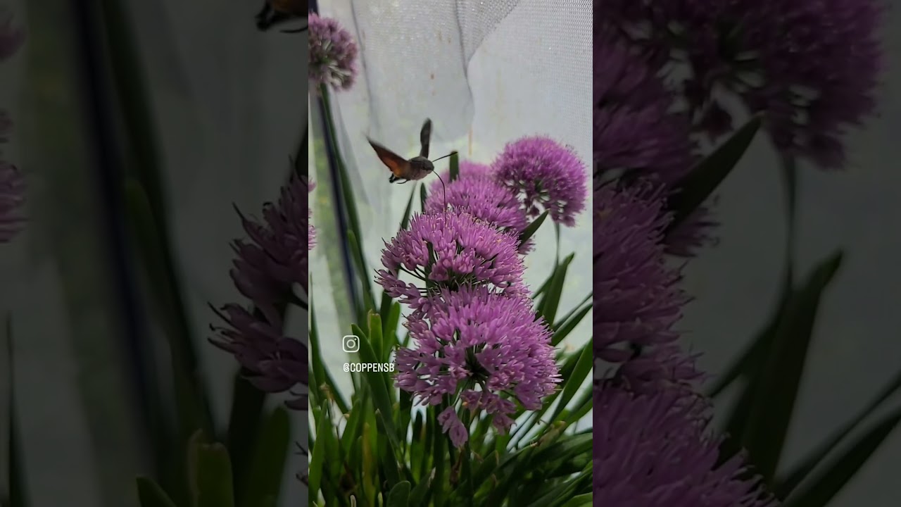 Hummingbird Hawkmoth / Macroglossum stellatarum