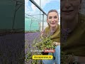 Vinetica - Ajuga - DocaPerene.ro
