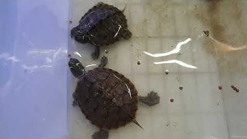 Công bố Giá Rùa nươc-bán cạn tháng 8/2020 tại Ú Ù PETSHOP