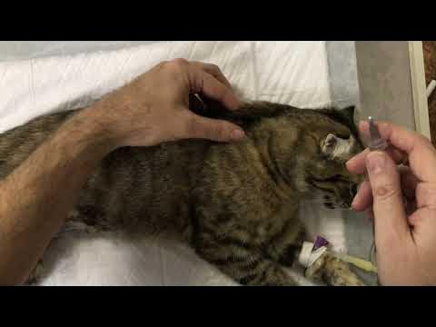 физраствор в холку кошке