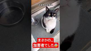 やめてあげて！！😹#shorts #猫 #cat #猫のいる暮らし