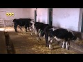 Статистика приднестровского животноводства и результат действия заградительных пошлин