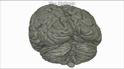 BigBrain: An ultra-high resolution 3-D roadmap of the human brain