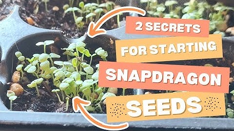 Starting Snapdragons from Seed: Two Important Tips for Successful Germination of Snap Flower Seeds