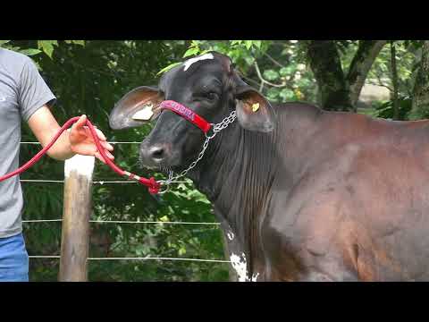 LOTE 17 • 5º LEILÃO GIROLANDO JOVEM FAZENDA CACHOEIRA • 0174CV