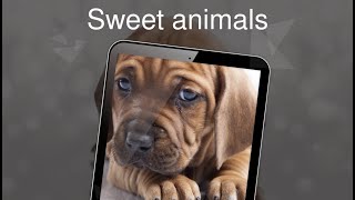 Sweet animals 4k screenshot 5