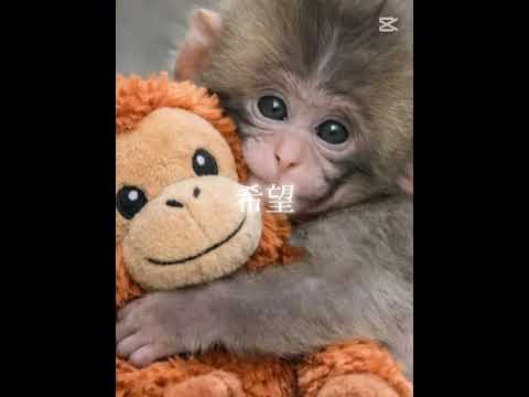 当チャンネルはパンチくんを応援しています!#がんばれパンチくん#市川動物園