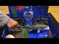 Amayas shark habitat project