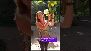 LA FLOR DEL MAGNOLIO