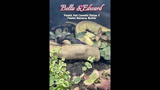 Meet the Parents 2026 - Part 1 of 3 #ballpythoncommunity #breeding #snakes