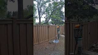 Tiny Explorers Take Over the Yard! #squirrel