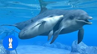 Video thumbnail of "Wild Dolphins Swimming in HD Compilation"