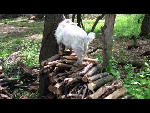 wow-amazing-funny-goat-climbing-tree