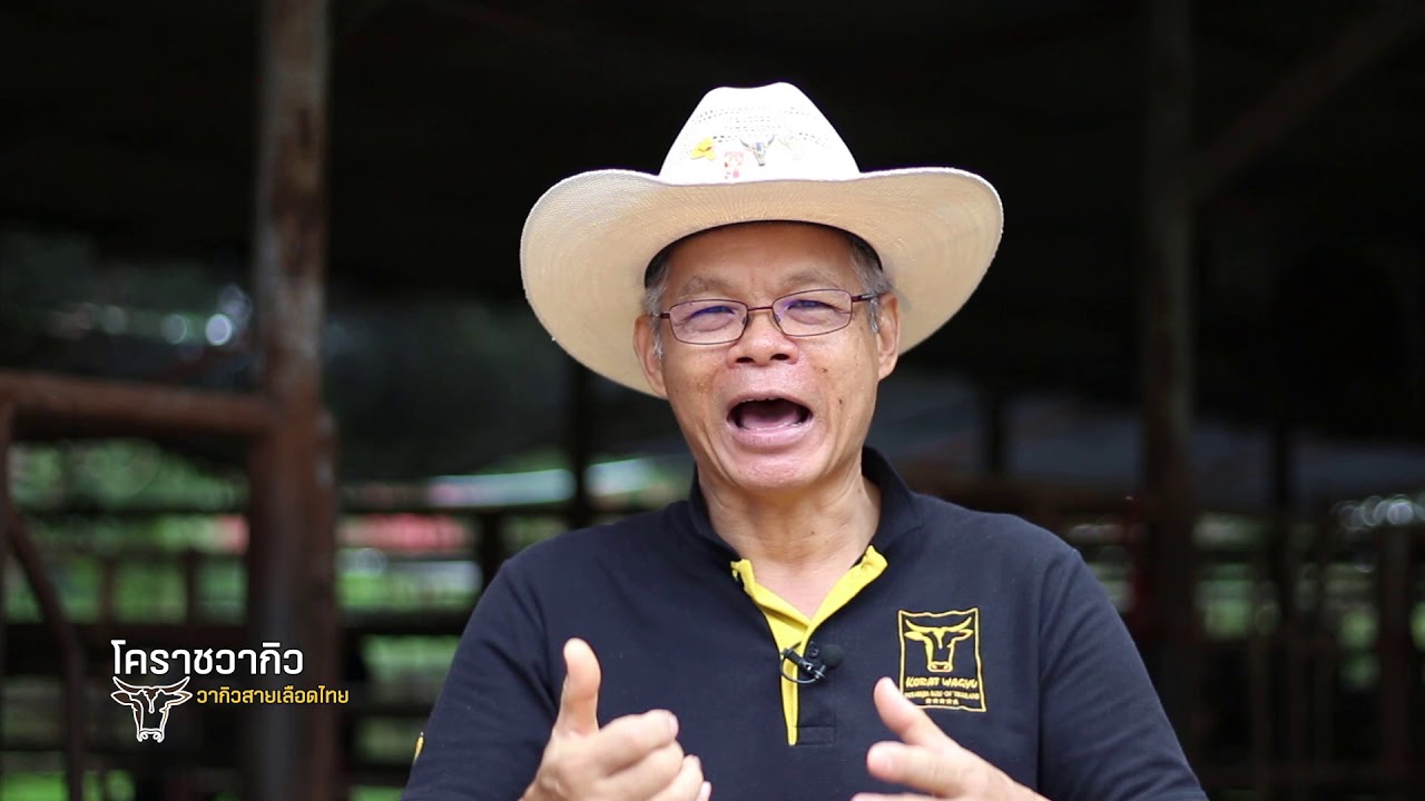 สารคดีโคราชวากิว วากิวสายเลือดไทย