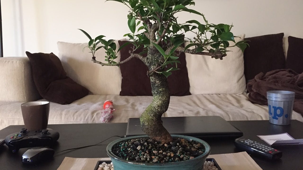 Brussel's Golden Gate Ficus Bonsai YouTube
