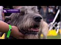 Irish Wolfhounds | Breed Judging 2021 の動画、YouTube動画。