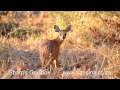 Sharp's Grysbok (Raphicerus sharpei)
