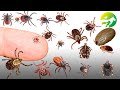 Learn The TICK Classification - Characteristics of Animals